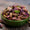 Pistacchio di  Bronte